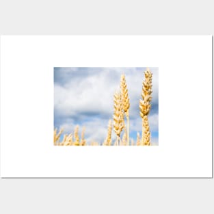 Wheat Posters and Art